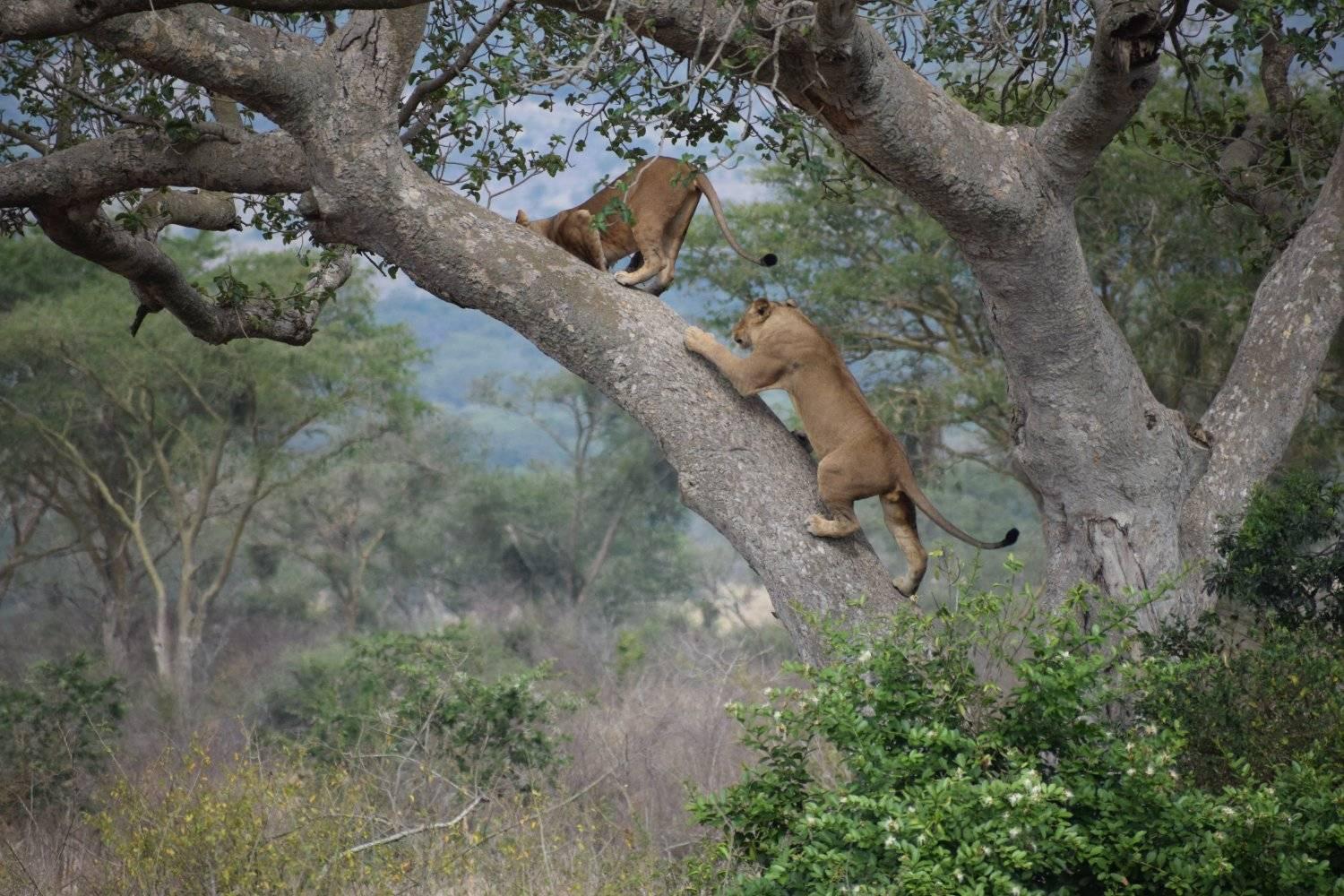 Tree Climbing Lions