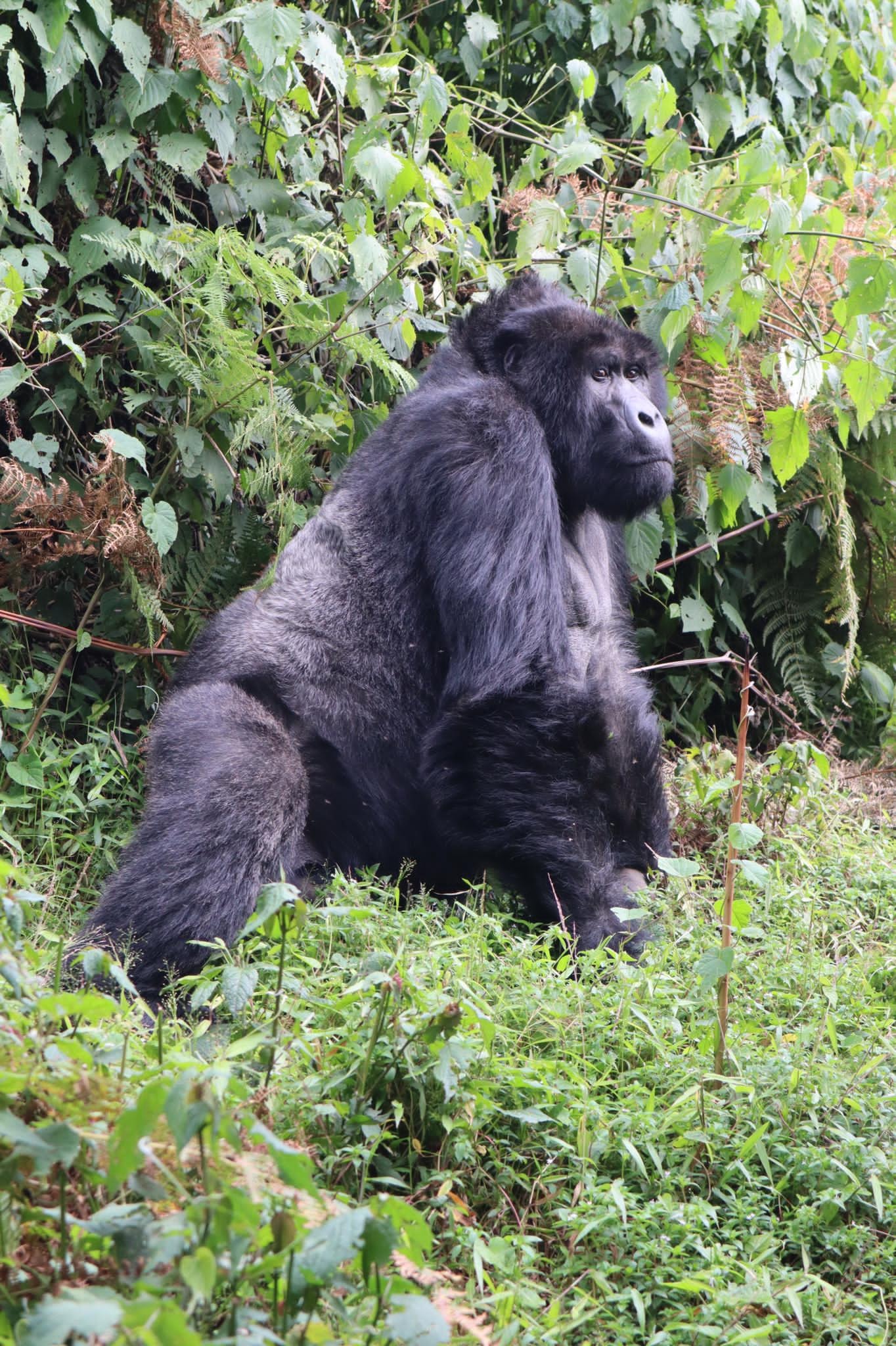 Gorilla Trekking Uganda