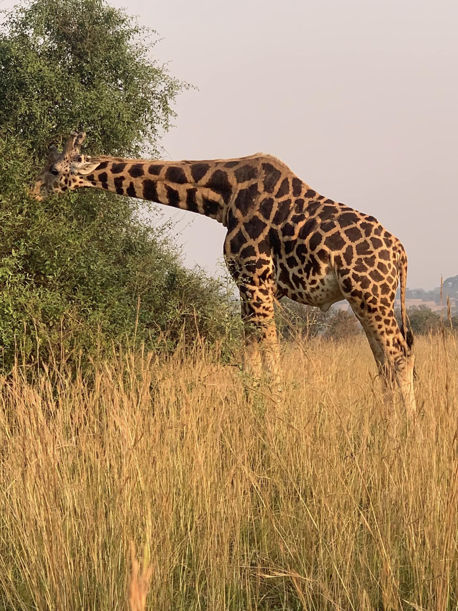 Giraffe on a Game Drive in Murchison Falls National Park 