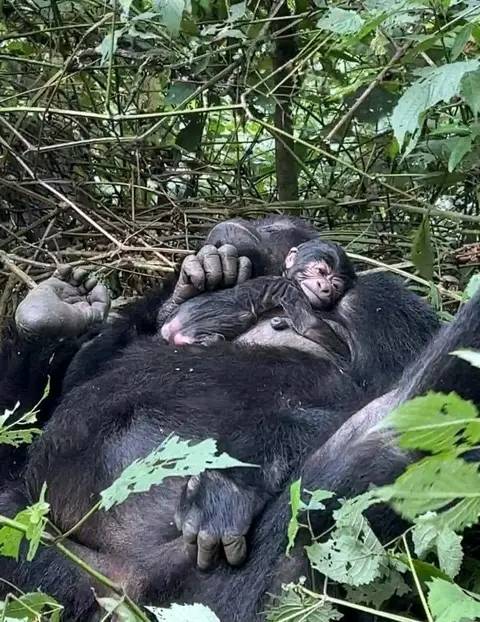 Mother Gorilla with her Baby- Gorilla Trekking in Uganda- Rushaga sector 