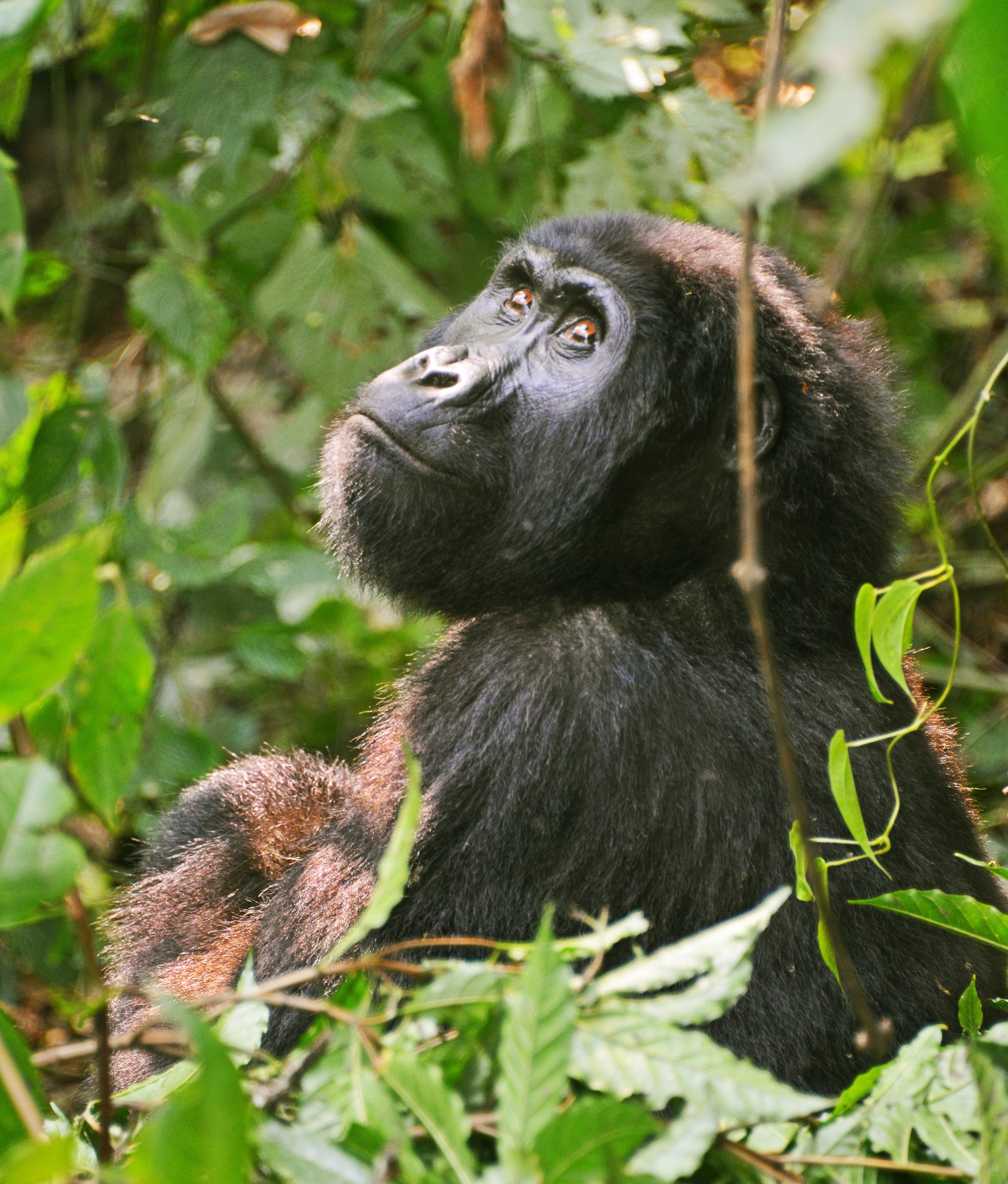 Mountain Gorilla