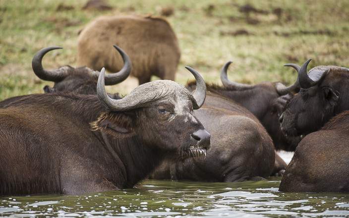 Water Buffaloes 