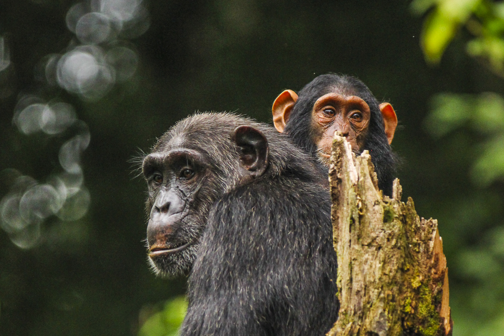 Chimpanzee Trekking 