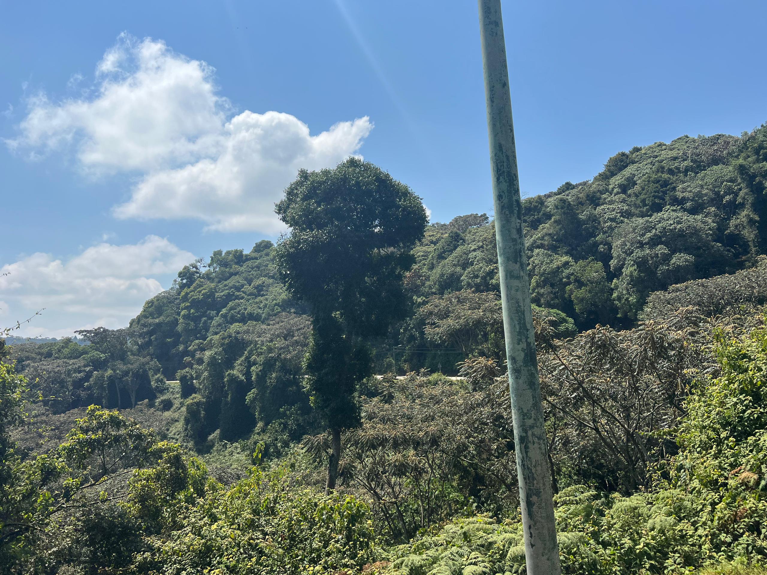 Nyungwe Forest in Rwanda