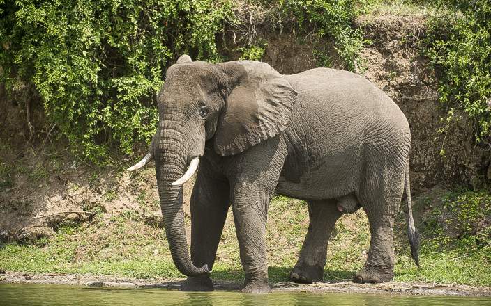 African Elephant 