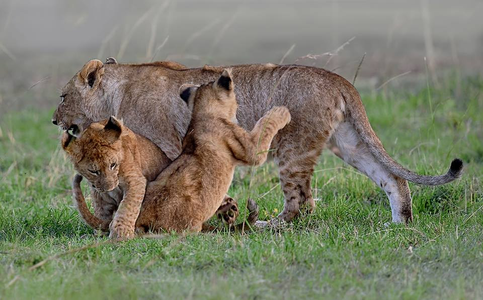 Lion with Cabs