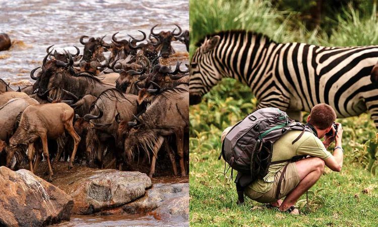 Masai Mara Wildebeest Migration in Serengeti National Park 