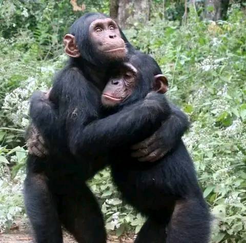 Chimpanzee Trekking in Uganda