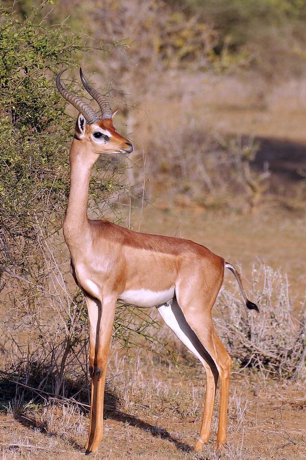 Ugandan Kob in Murchison Falls National Park