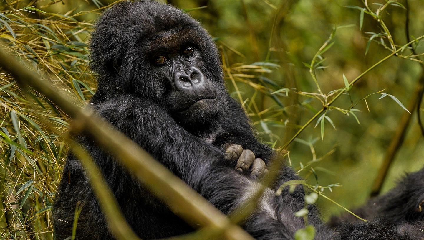 Gorilla Trekking In Uganda