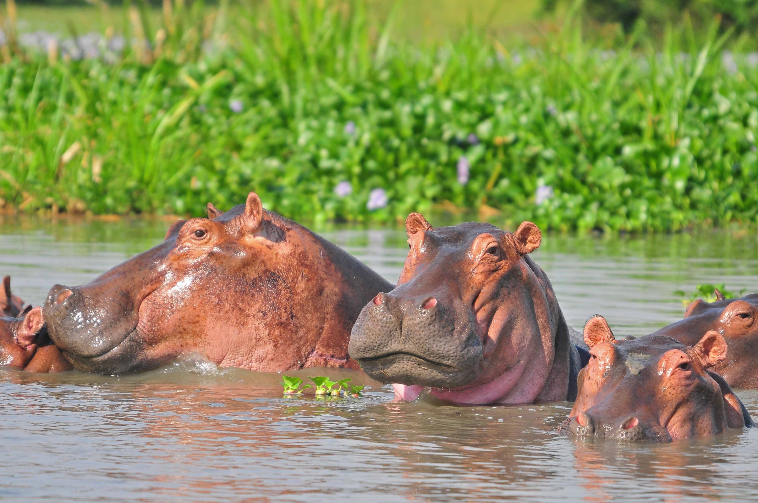 Uganda Safari, Hippos in a pool of water