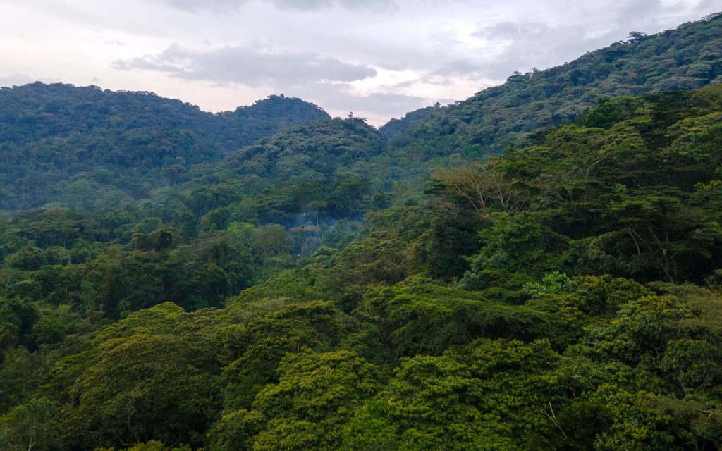 Bwindi Impenetrable Park