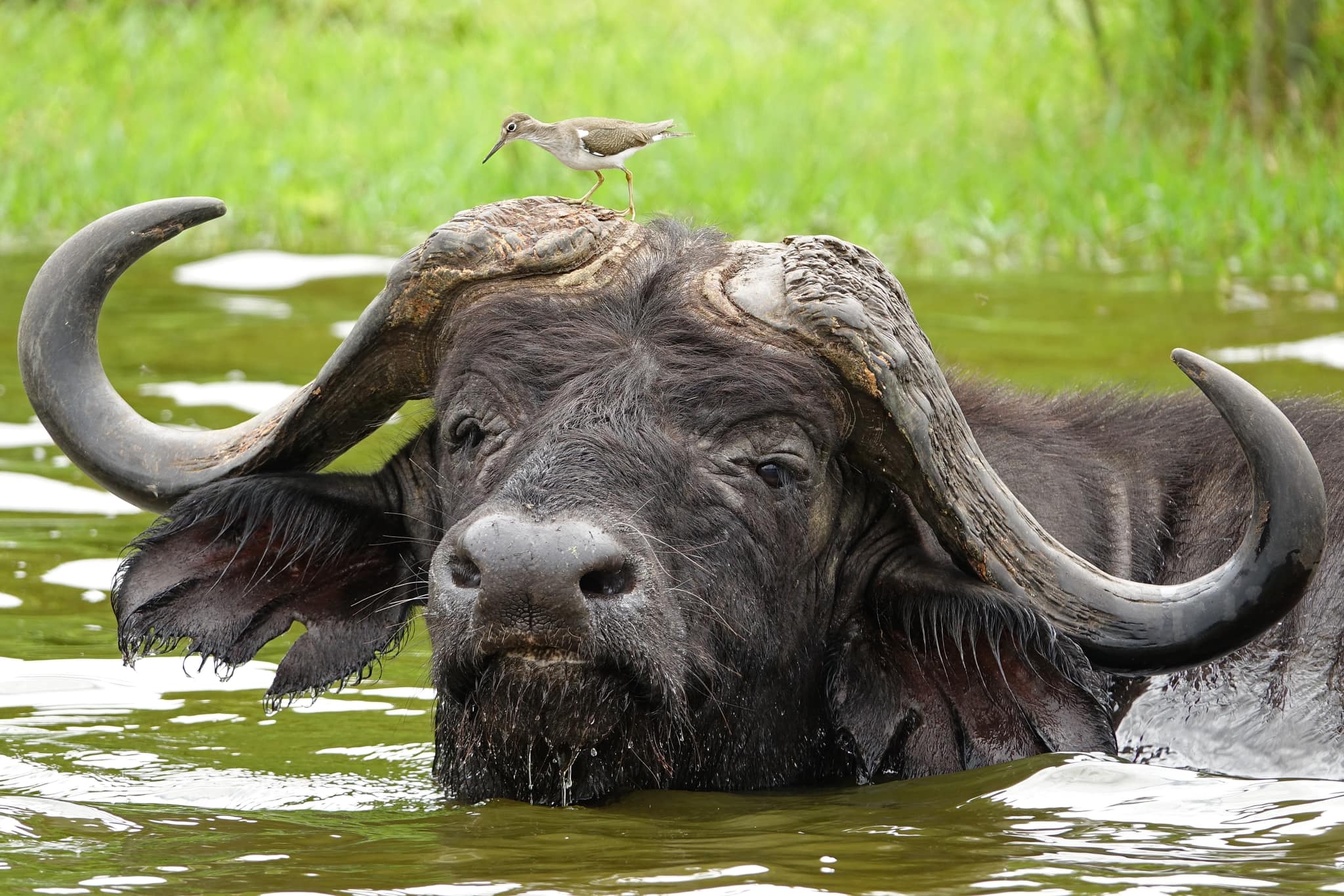 Water Buffalo