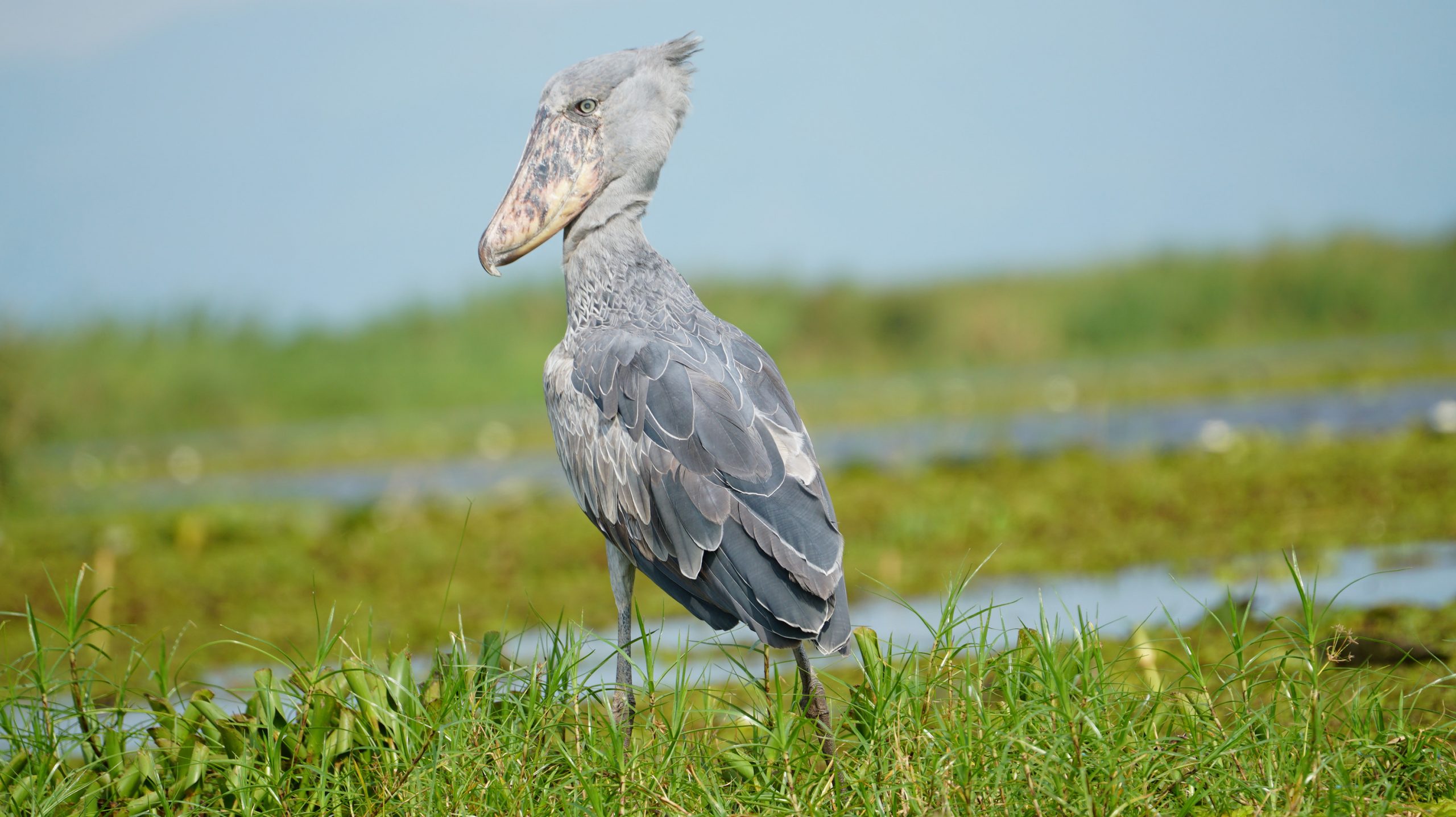 Shoe Bill Stork in Mabamba Island 