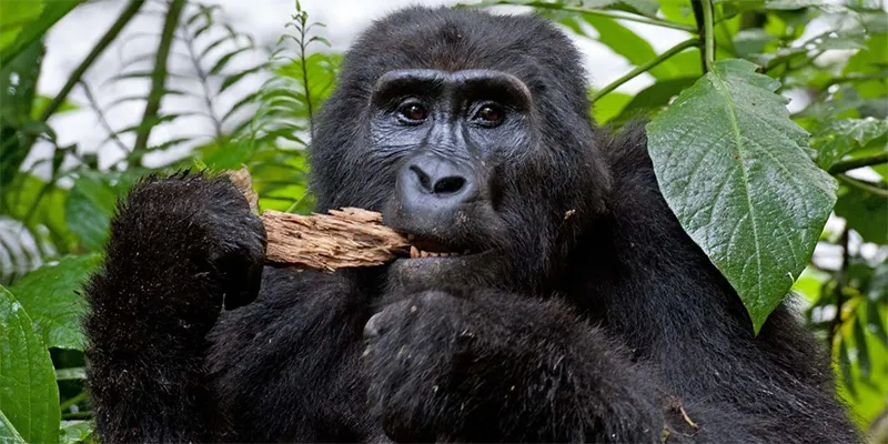 Mountain Gorilla in Volcanoes National Park Rwanda