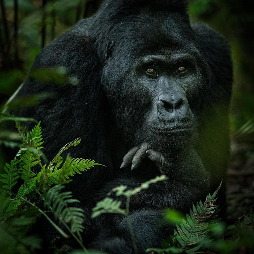 Mountain Gorilla In Rwanda 