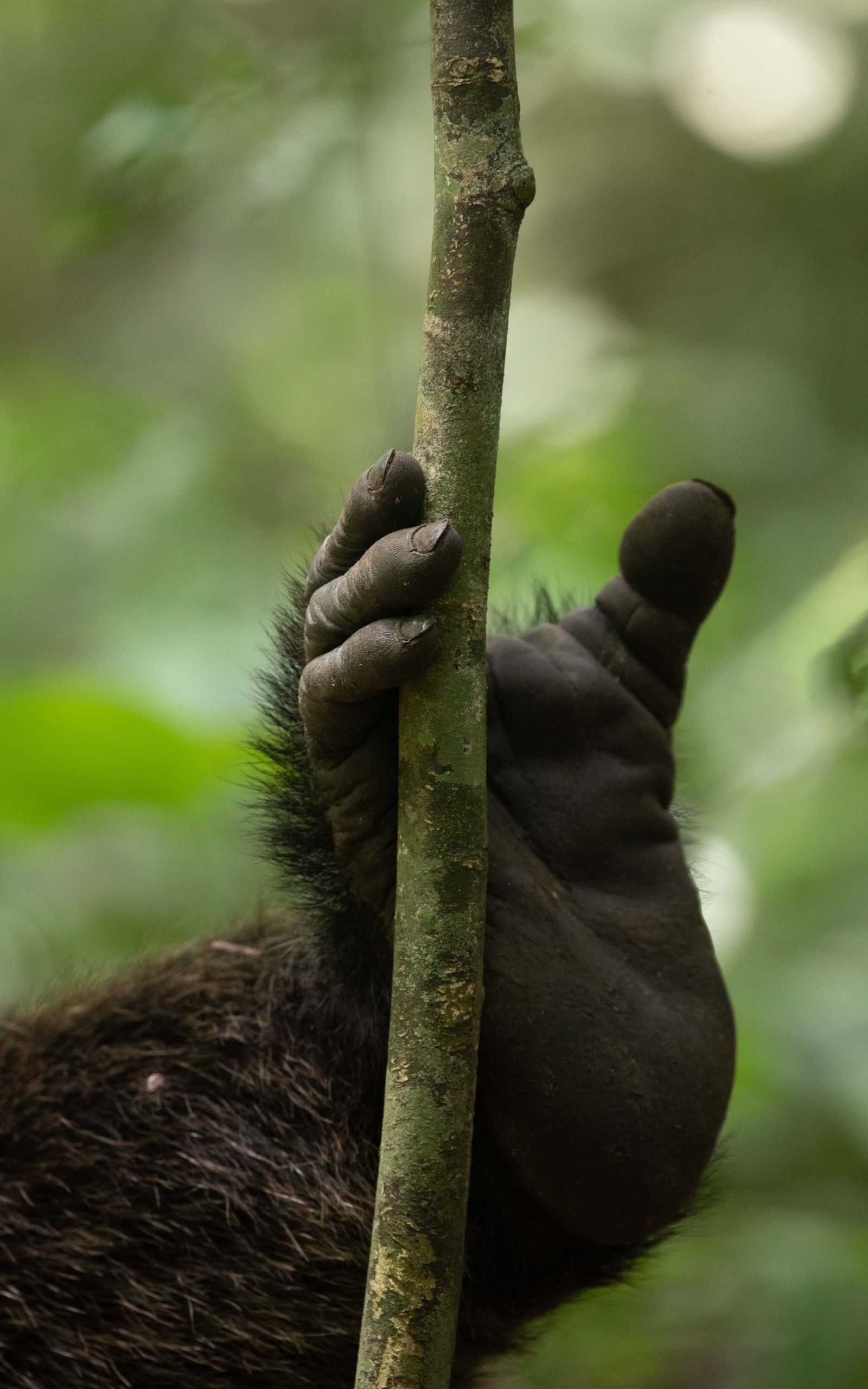 Gorilla Trekking Uganda