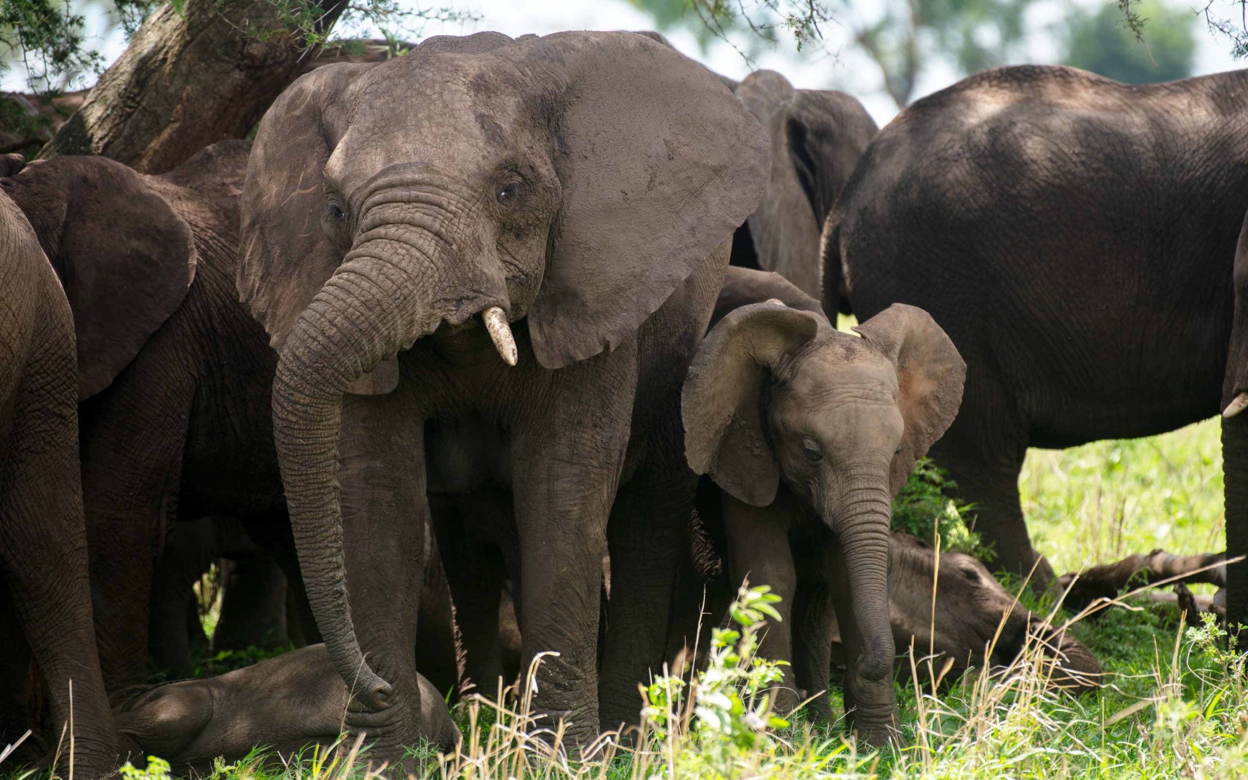 Elephants in the Plains