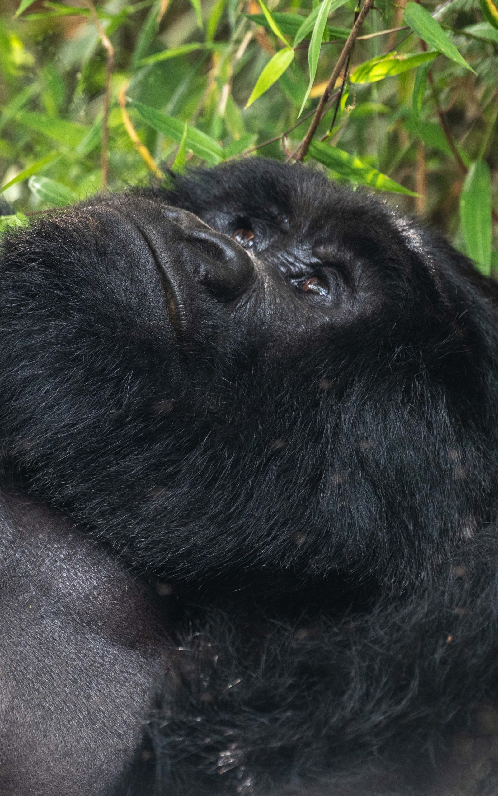 Gorilla trekking Uganda