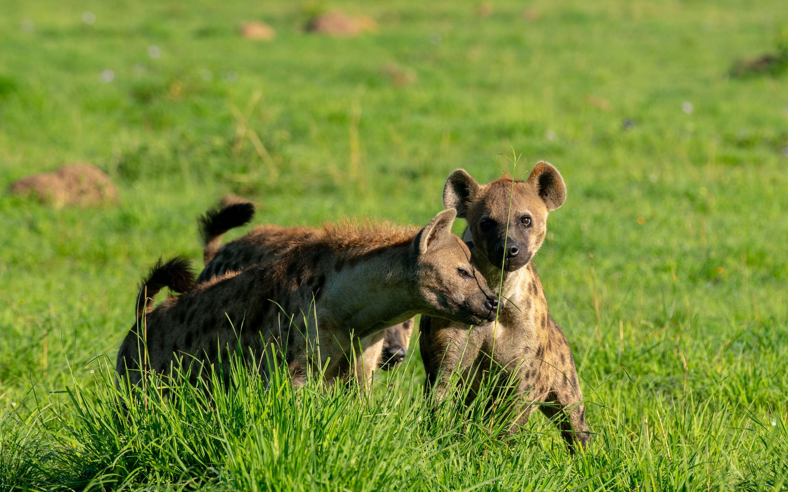 Hyenas In Kidepo National Park