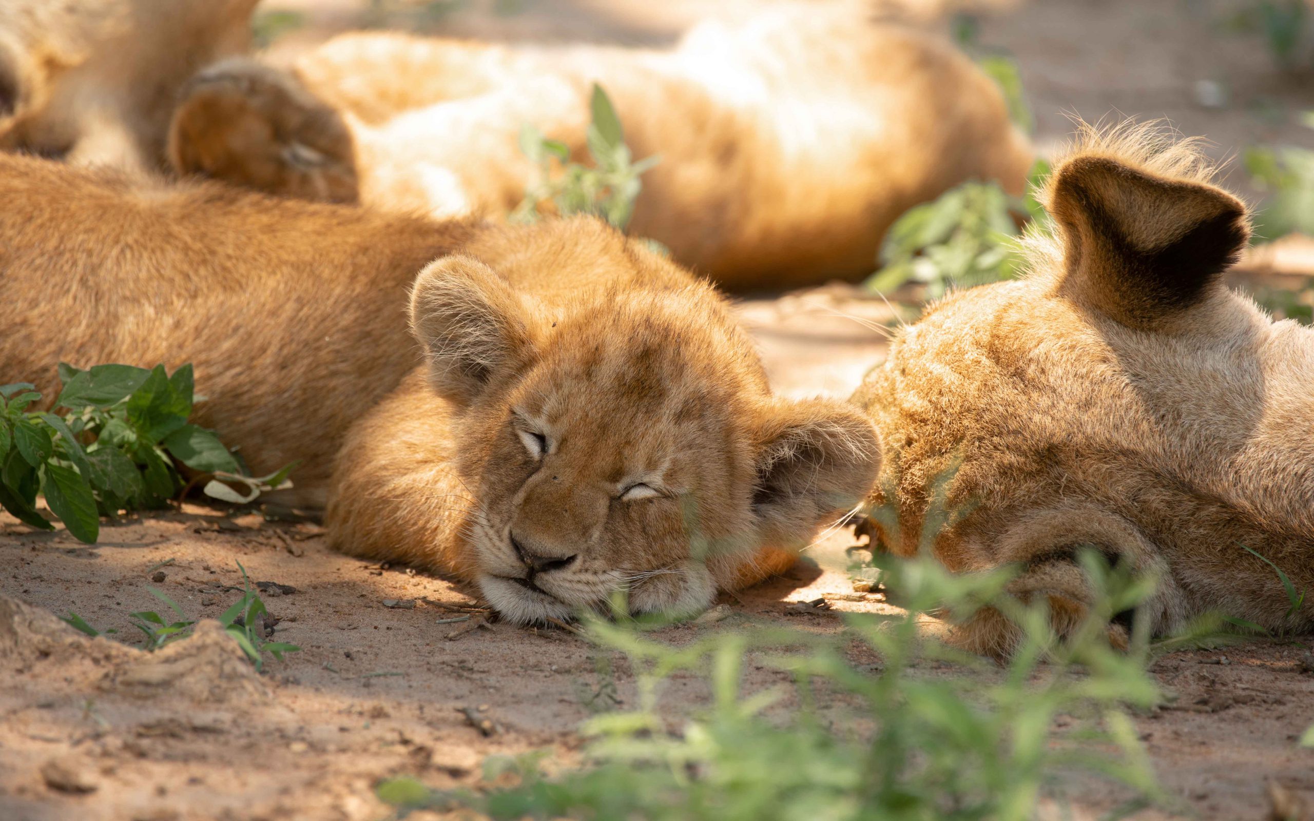 Lion Cubs relaxing in Ishasha Sector 