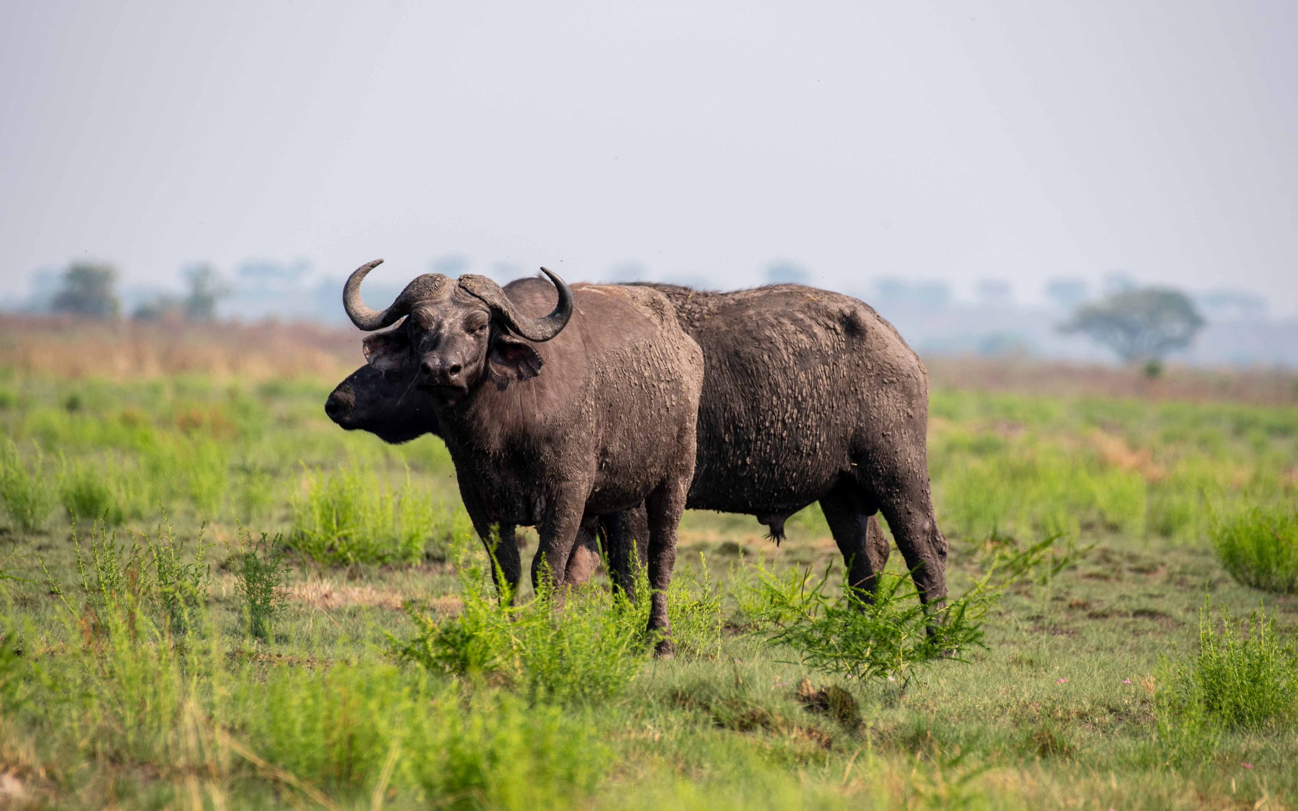 Bufallos grazing in Kidepo