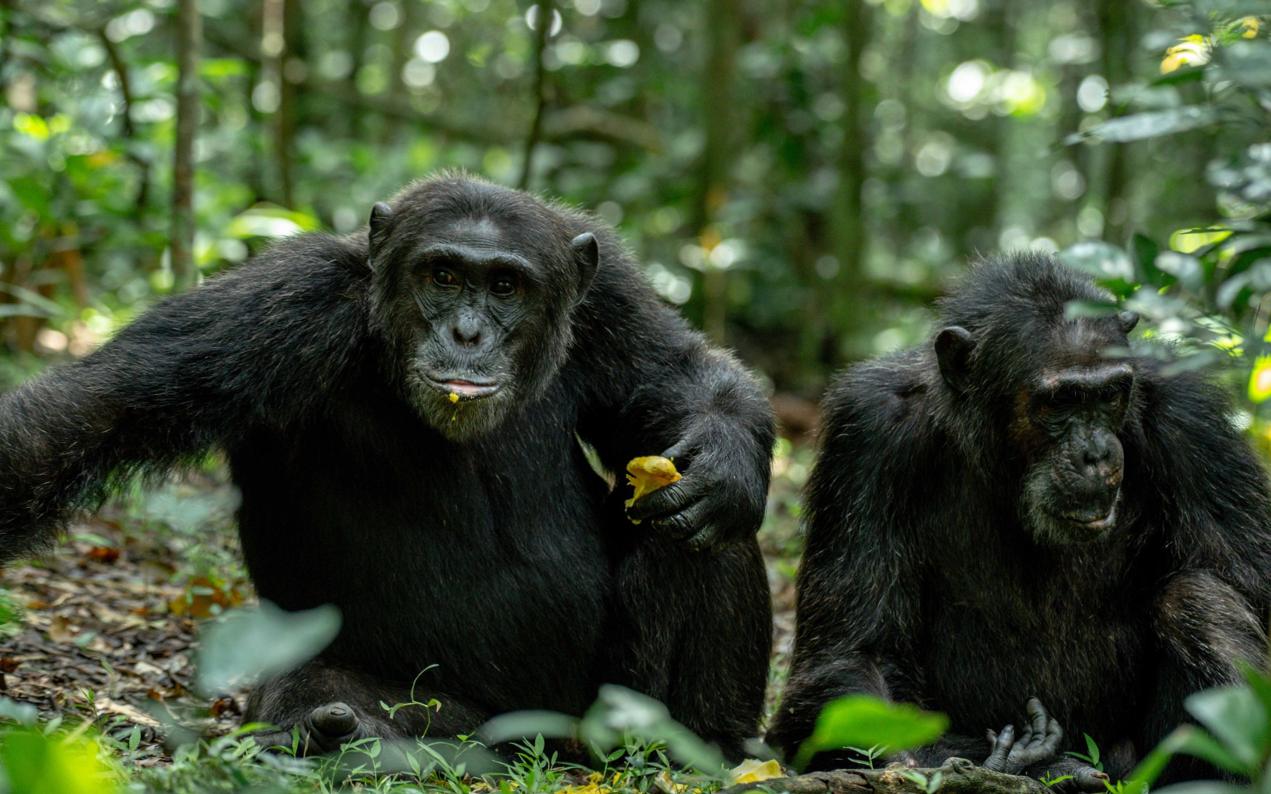 Chimpanzee Trekking in Kibale National Park