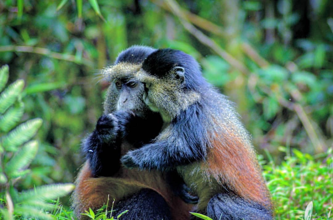 Golden Monkey in Mgahinga National Park