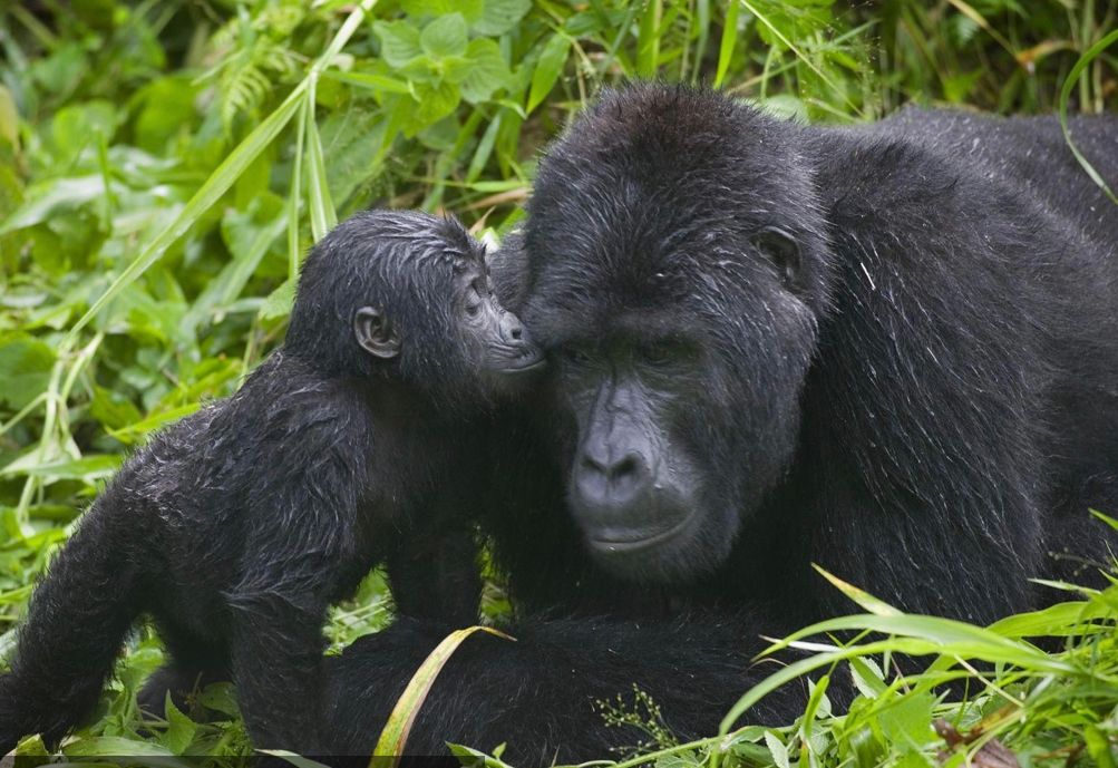 Best Gorilla Trekking In Uganda and Rwanda