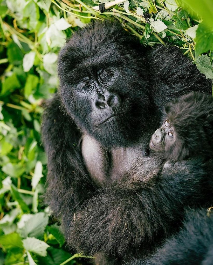 Gorilla Trekking Bwindi