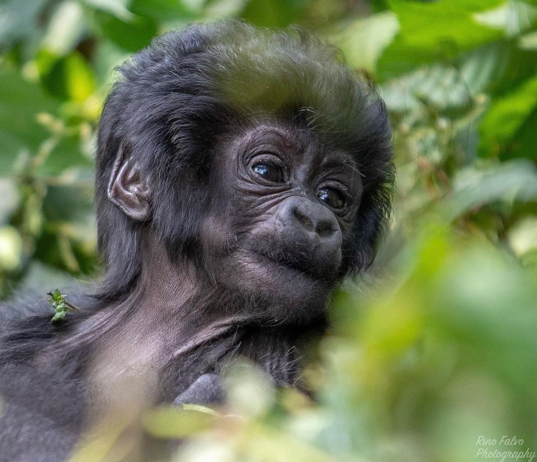 Baby Gorilla on a  Rwanda Gorilla Trekking Safari