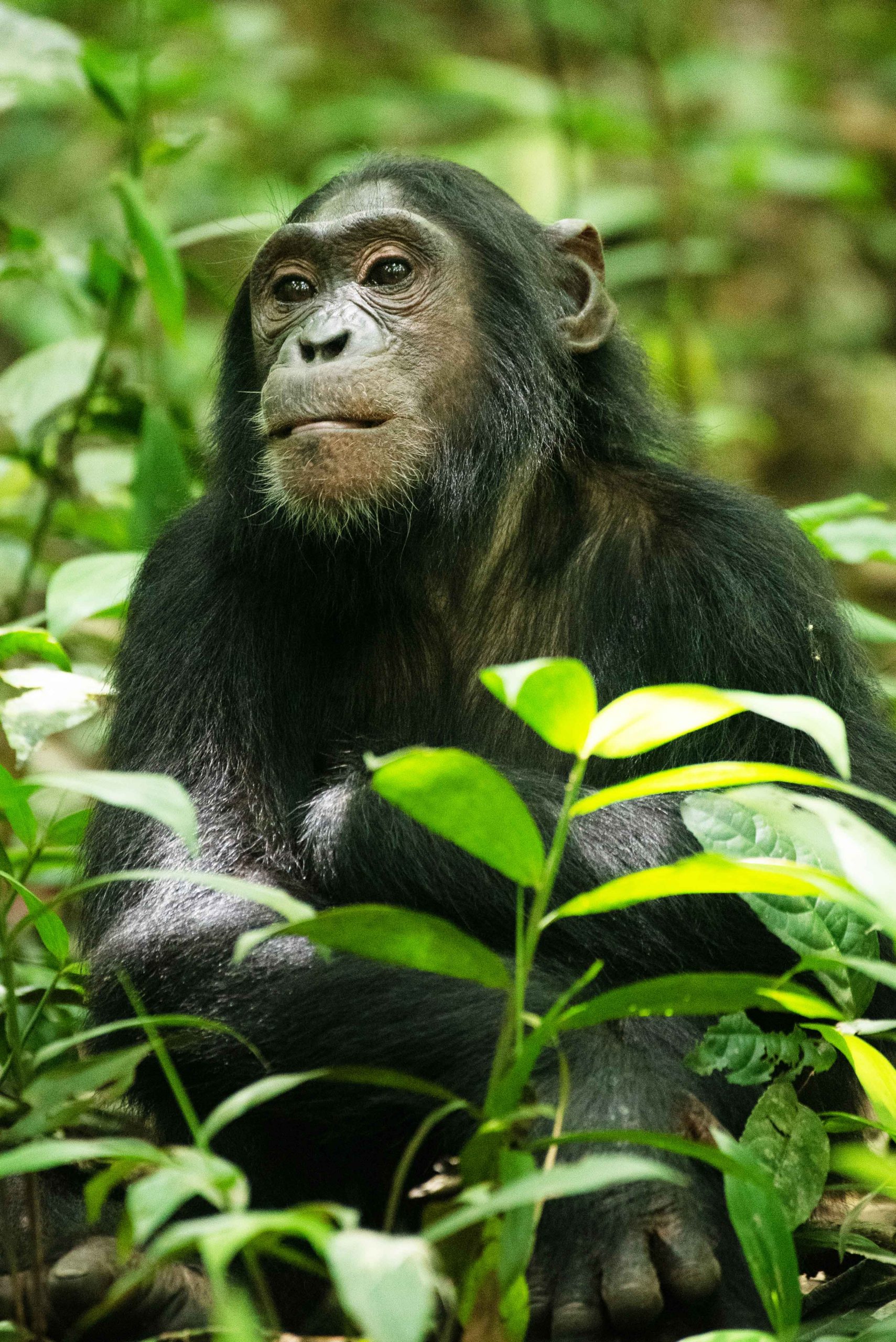 Chimpanzee Trekking in Kibale National Park