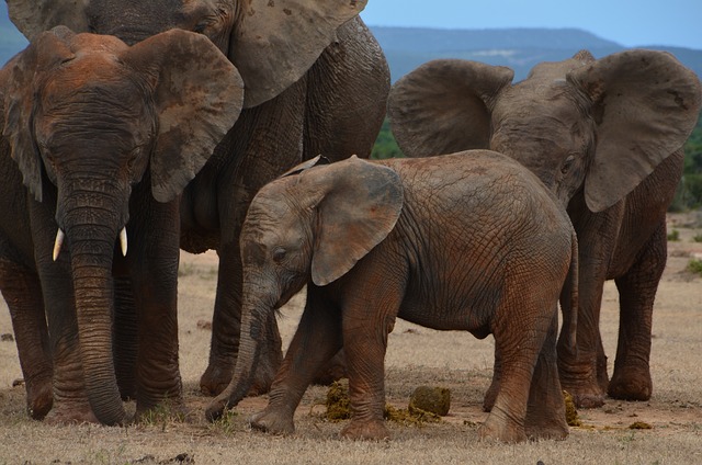 African Elephants 