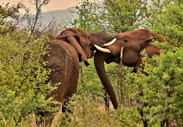 African Elephants