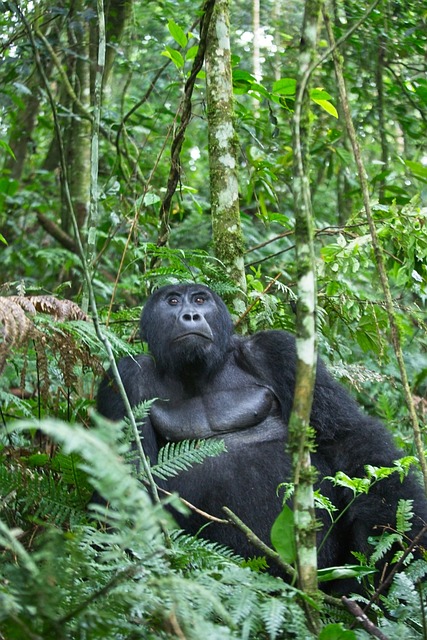 Gorilla Trekking Safari