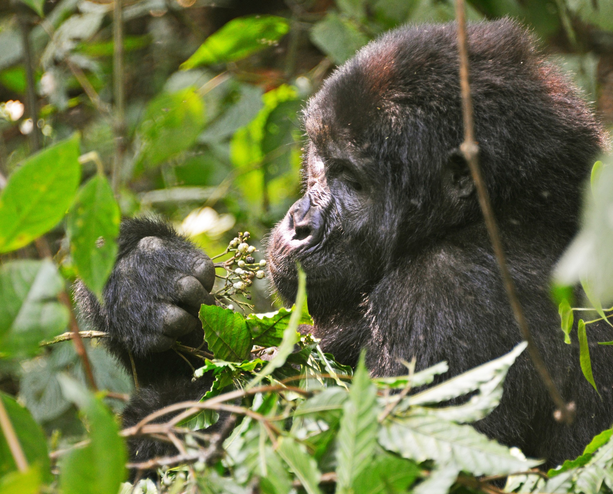 Mountain Gorilla in Bwindi