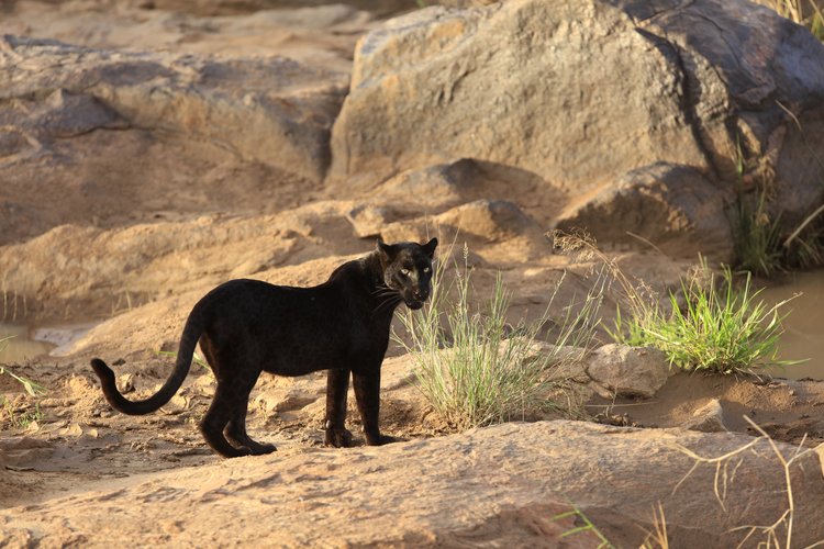 Black Leopard in Laikipia-Agasaro Safaris