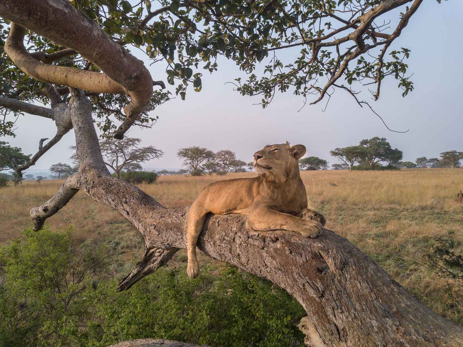 
Tree Climbing Lions in Queen Elizabeth National Park