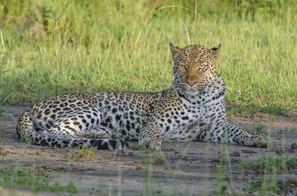 
Leopard among the Big Five animals in Uganda