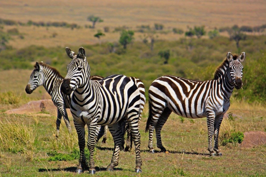 Maasai Mara National Reserve