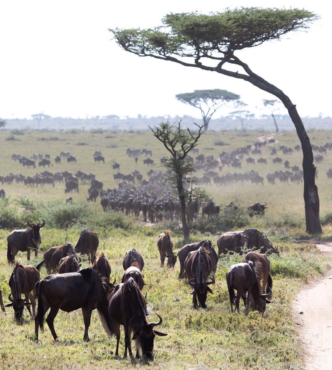 Seasonal Safari Adventures in East Africa 2025