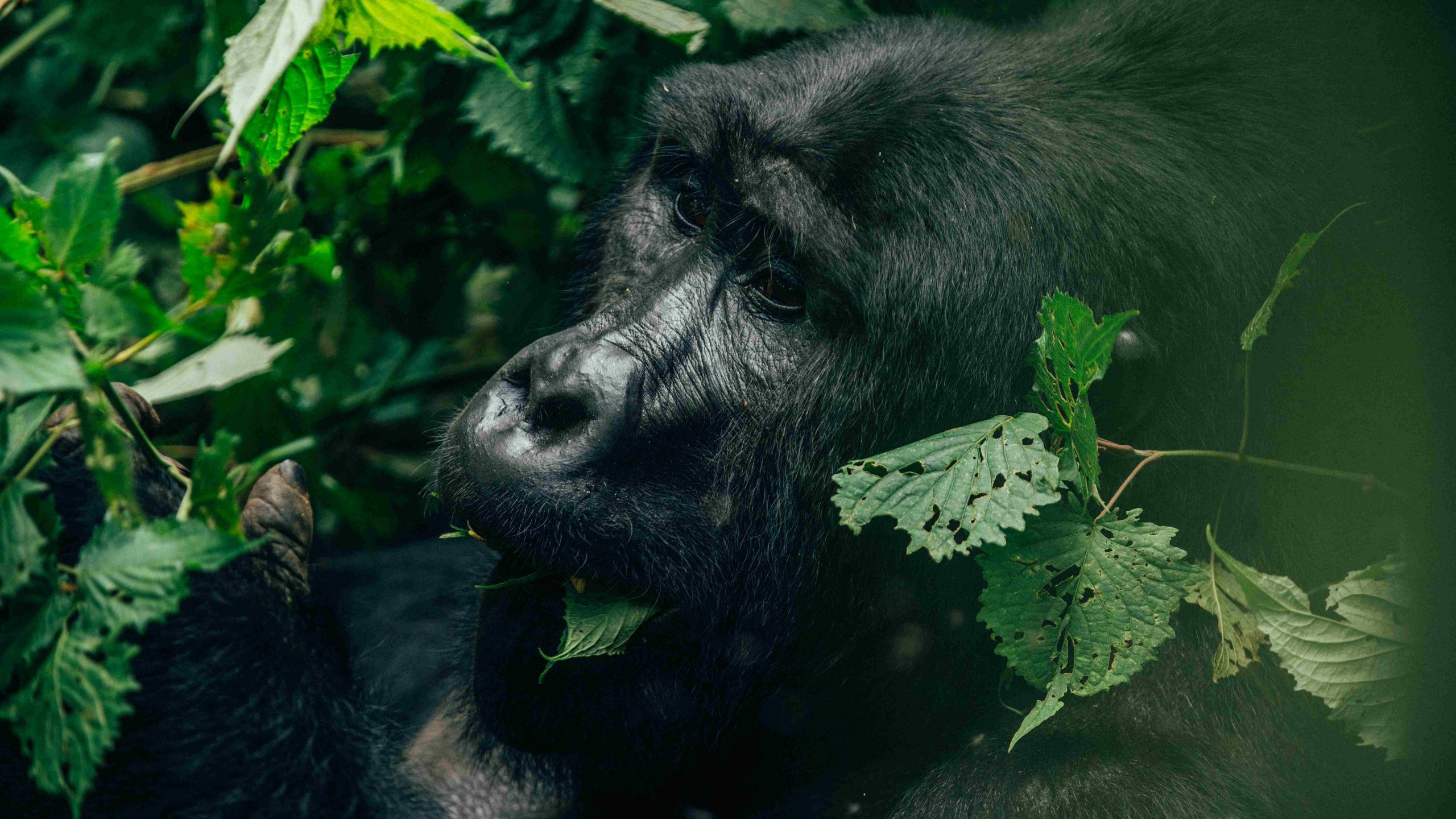 Mountain Gorilla In Bwindi Imoenetrable National Park- Uganda