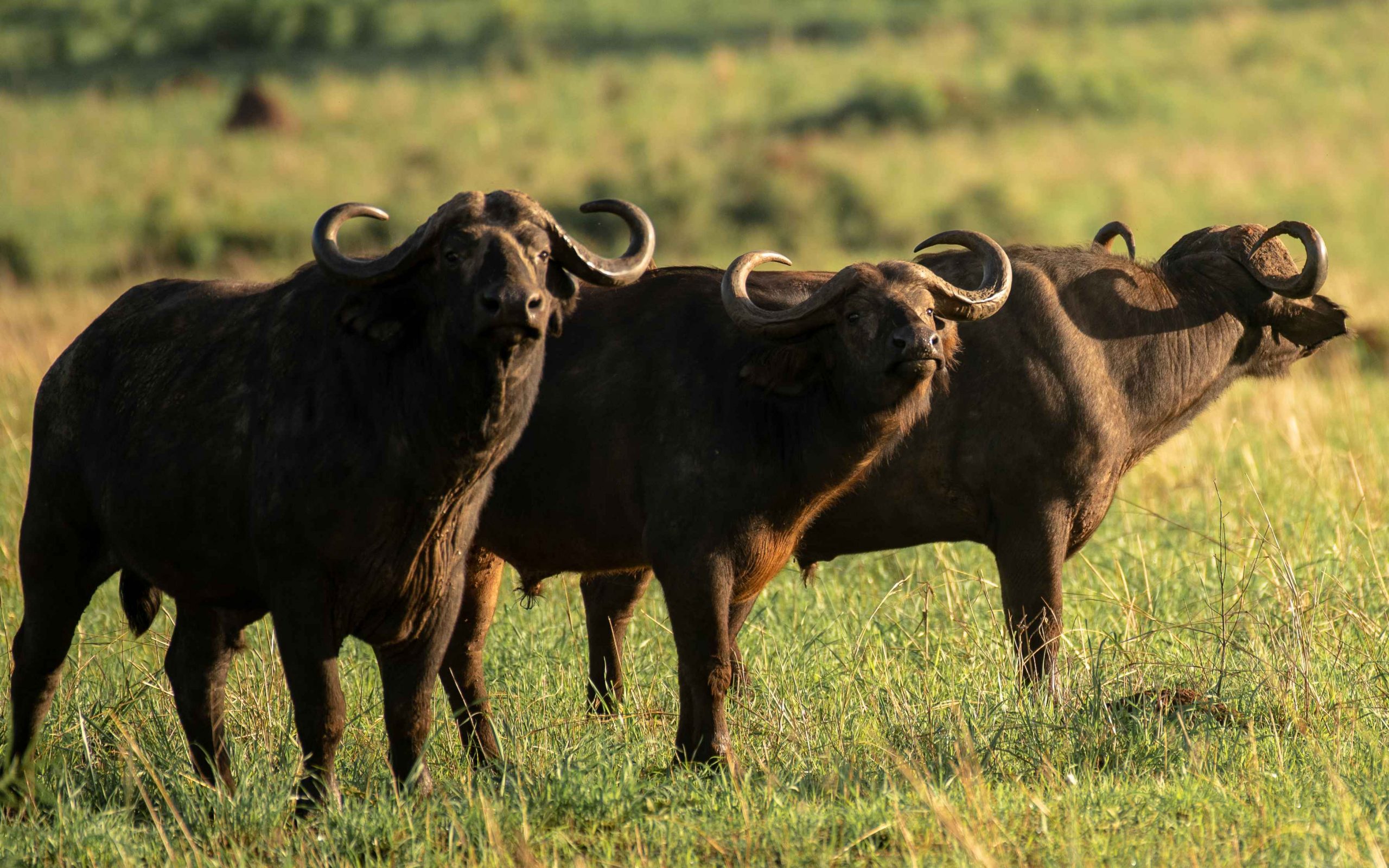 African Buffaloes