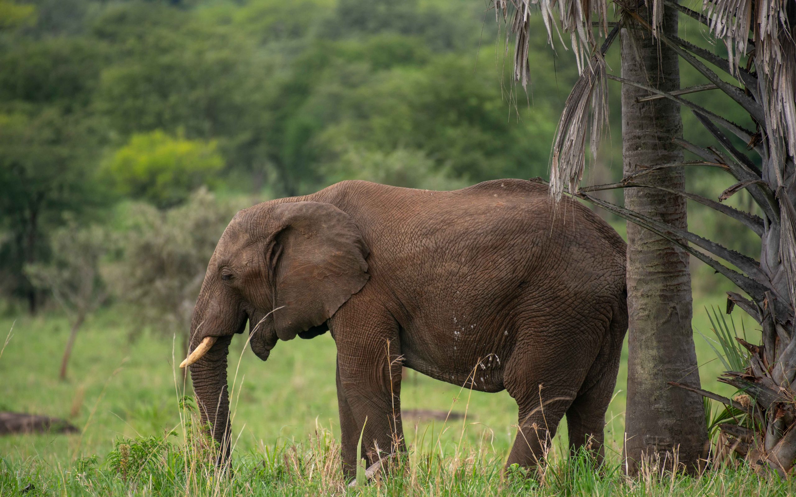 African Elephant in Kidepo National Park