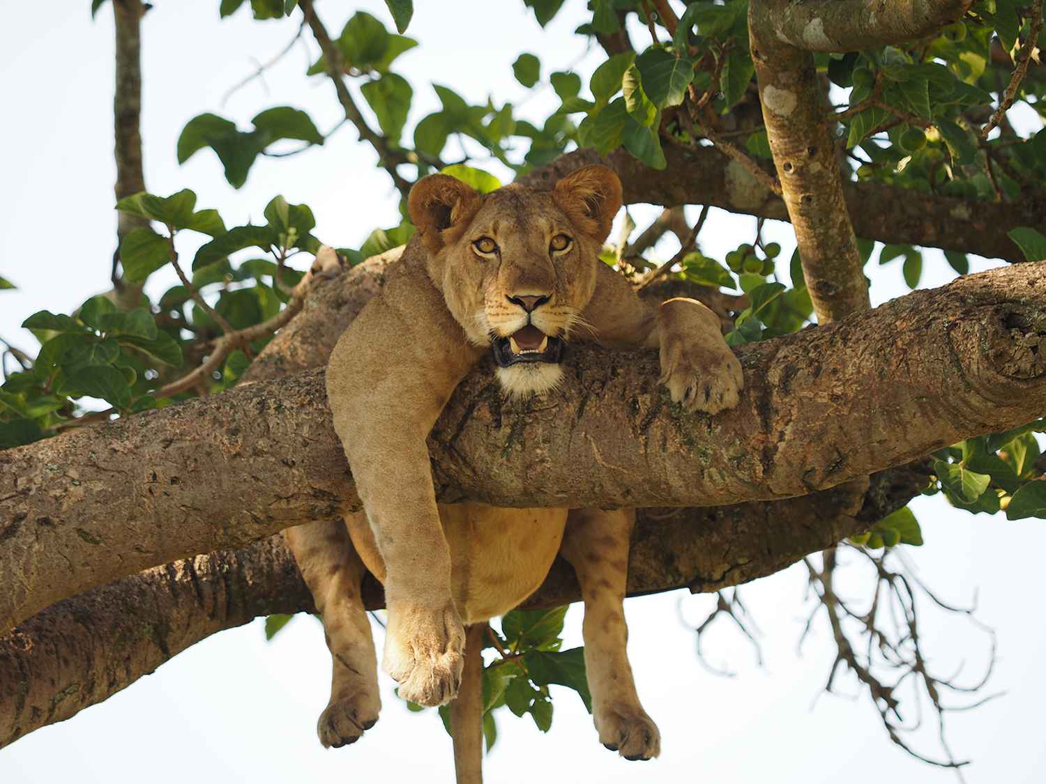 Tree Climbing Lions in Ishasha Sector- Queen Elizabeth National Park-Uganda