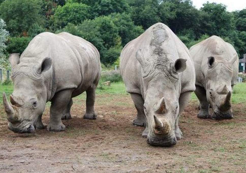 White Rhinos at Ziwa Rhino Ranch