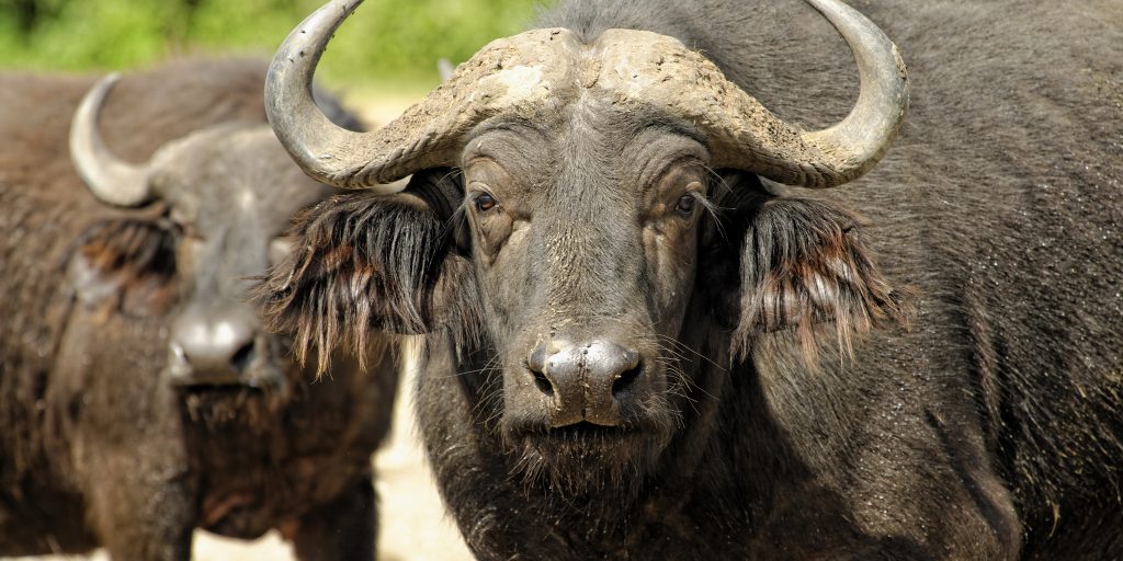 Buffaloes in Murchison Falls National Park