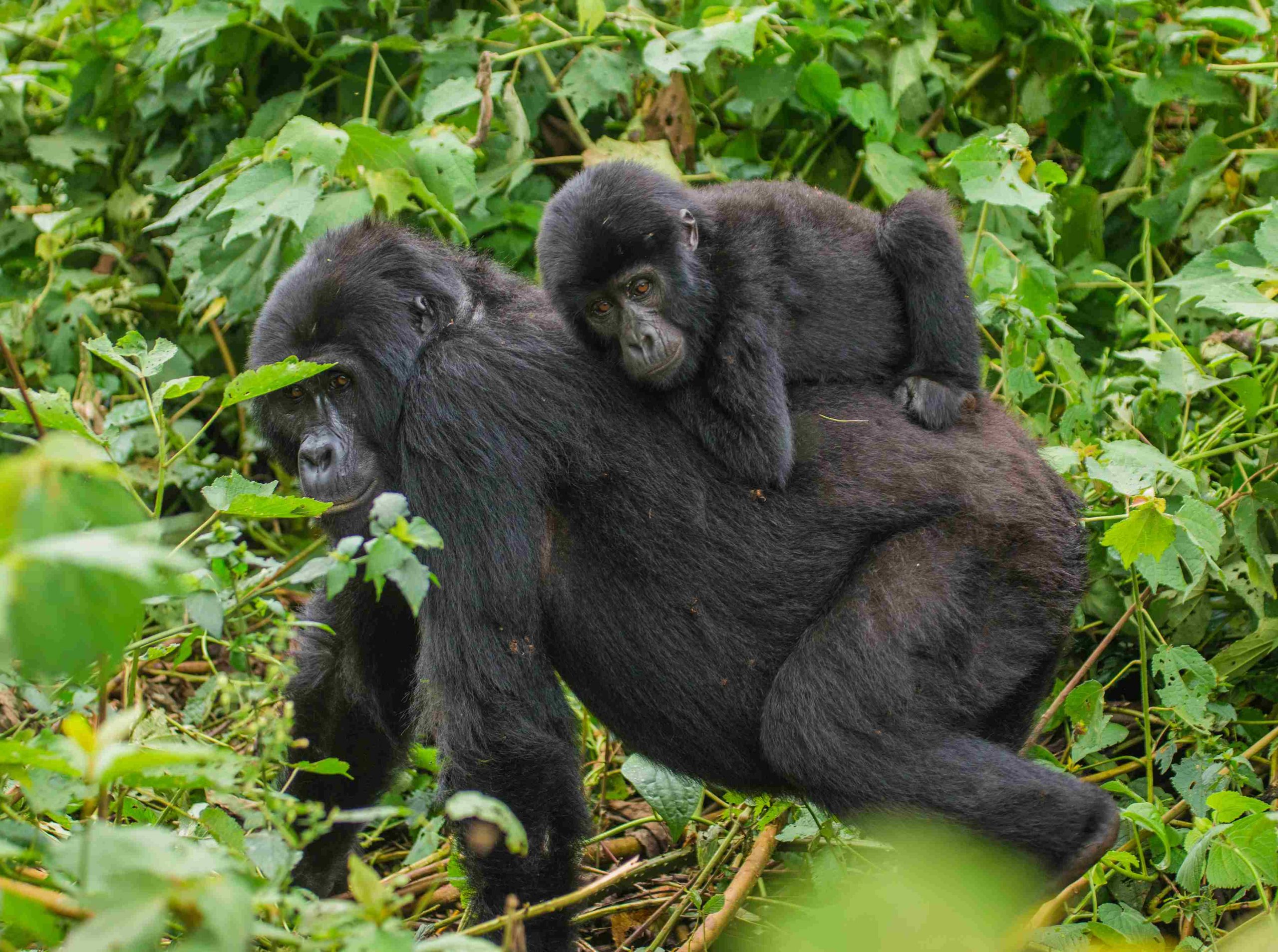 Bwindi Mountain Gorilla trekking