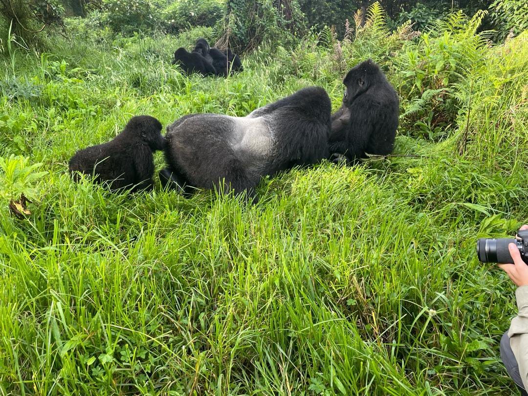 Mgahinga National Park- Gorilla family 