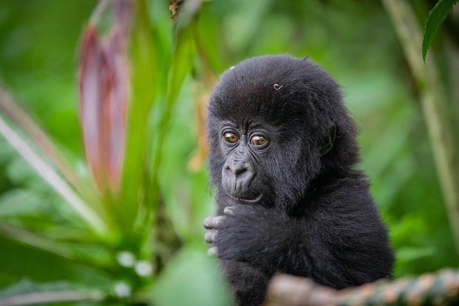 Gorilla Trekking In Rwanda